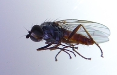 Heteromyza rotundicornis