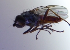 Heteromyza rotundicornis