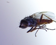 Heteromyza rotundicornis