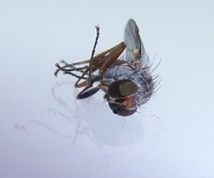 Heteromyza rotundicornis