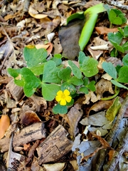 Oxalis dumetorum