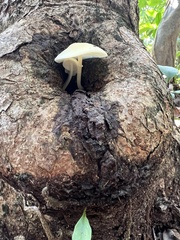 Lactocollybia
