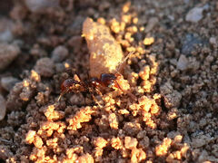 Pheidole xerophila
