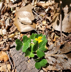 Oxalis dumetorum