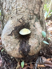 Lactocollybia