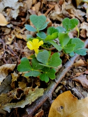 Oxalis dumetorum