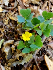 Oxalis dumetorum