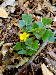 Oxalis dumetorum