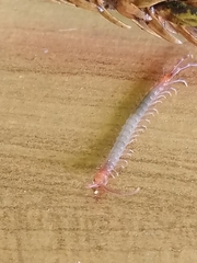 Scolopendridae