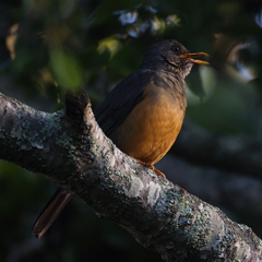 Turdus olivaceus olivaceus