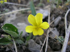 Viola nuttallii