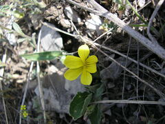 Viola nuttallii