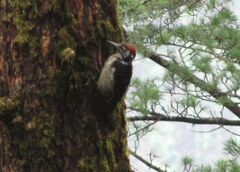 Dendrocopos himalayensis