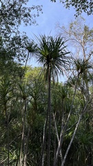 Pandanus tectorius