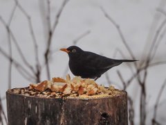 Turdus merula
