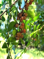 Azara microphylla