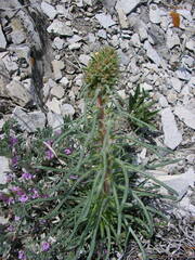 Ipomopsis spicata