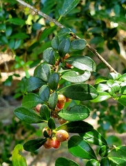 Azara microphylla