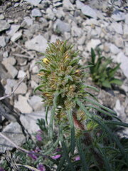 Ipomopsis spicata