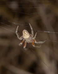 Eriophora edax