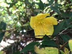 Hypericum frondosum