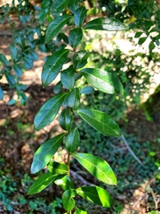Azara microphylla