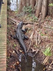Alligator mississippiensis