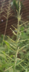 Urochloa mutica
