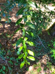 Azara microphylla