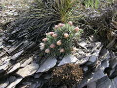 Townsendia hookeri