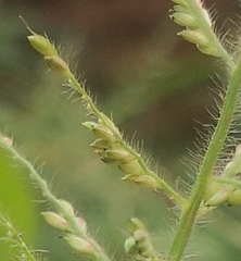 Urochloa mutica