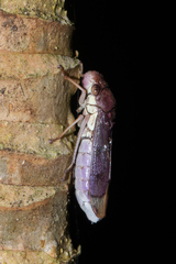 Proconiini