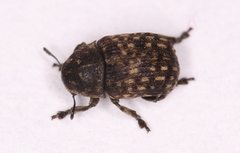 Anthribus nebulosus