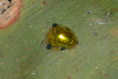 Charidotella sinuata