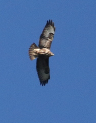 Buteo buteo buteo