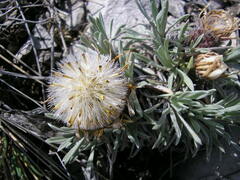 Townsendia hookeri