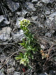 Comandra umbellata