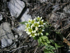 Comandra umbellata