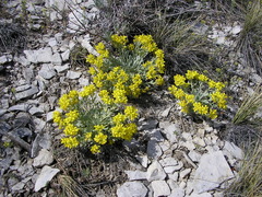 Physaria bellii