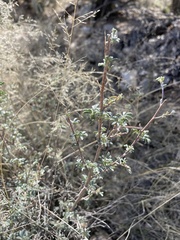 Dalea pulchra