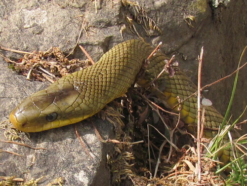 Photo of a English common name not available (Elaphe hodgsoni)