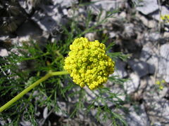 Harbouria trachypleura