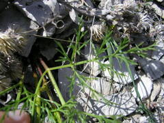 Harbouria trachypleura