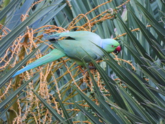 Psittacula krameri