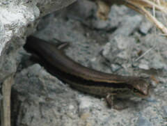 Ablepharus himalayanus