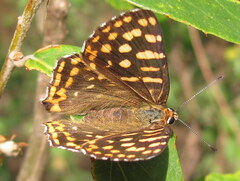 Dodona durga