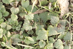 Lamium