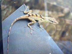 Anolis conspersus