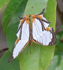 Cyrestis nivea