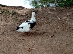 Anas platyrhynchos domesticus